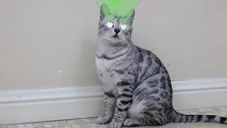 YT2321 半岛豹猫